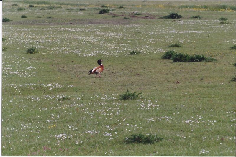 Casarca x Bergeend, Terschelling, 18 mei 1993. - foto: Ruud Meurs