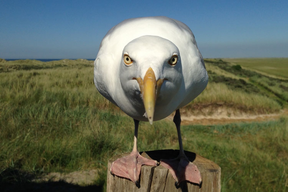 Kobus, de beroemdste Zilvermeeuw van ons land, Boschplaat, Terschelling, Fr, 6 juni 2014. - foto: Harvey van Diek