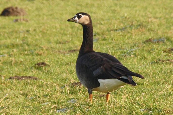 Hybride Grote Canadese Gans x Kolgans, Spuikom, Bath, 29 jan. 2011. - foto: Peter Meininger